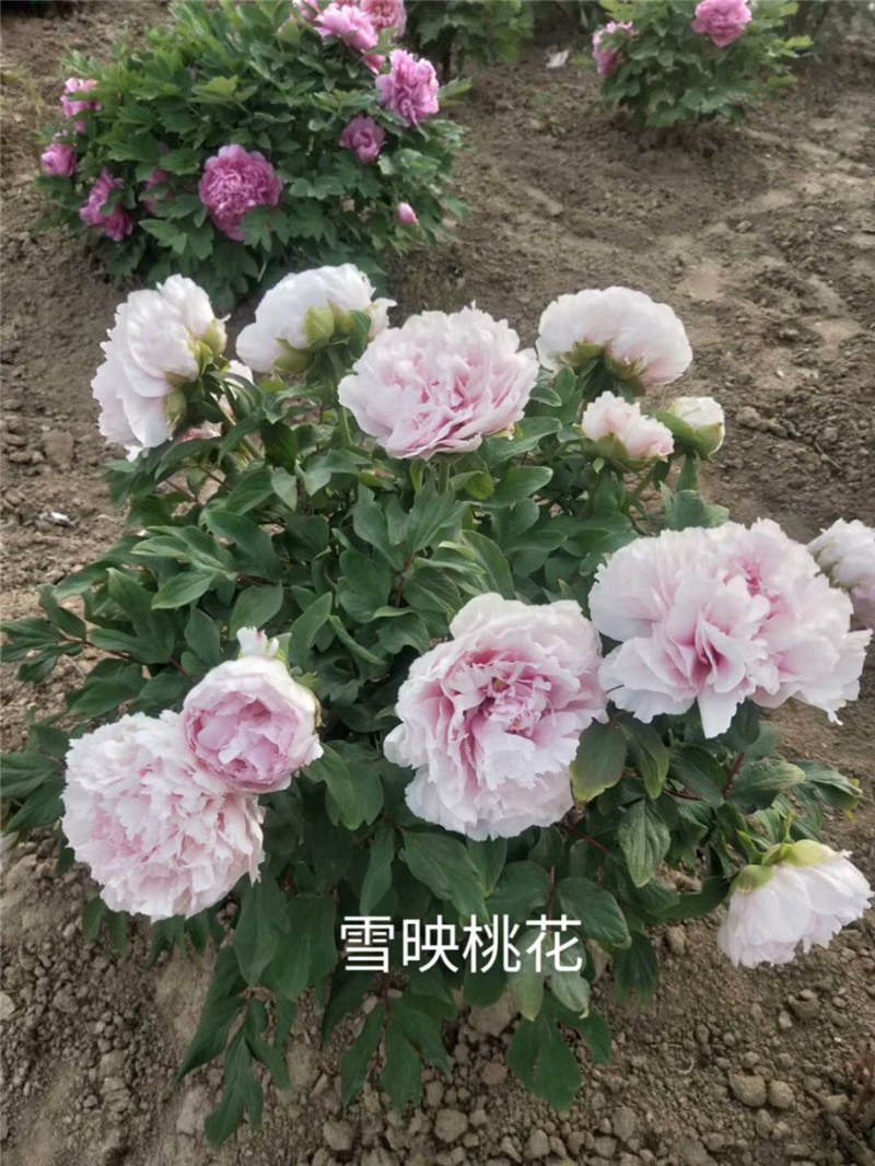 雪映桃花牡丹鮮切花