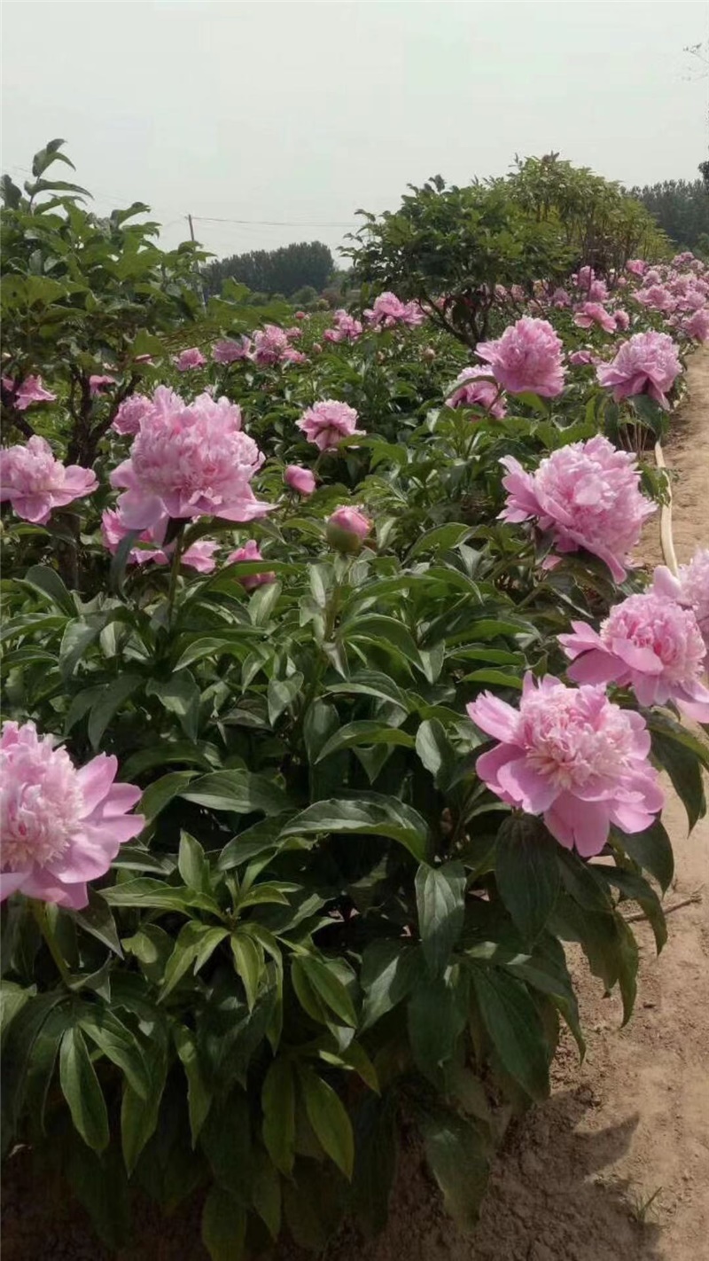 富士粉芍藥鮮切花,荷蘭進(jìn)口芍藥