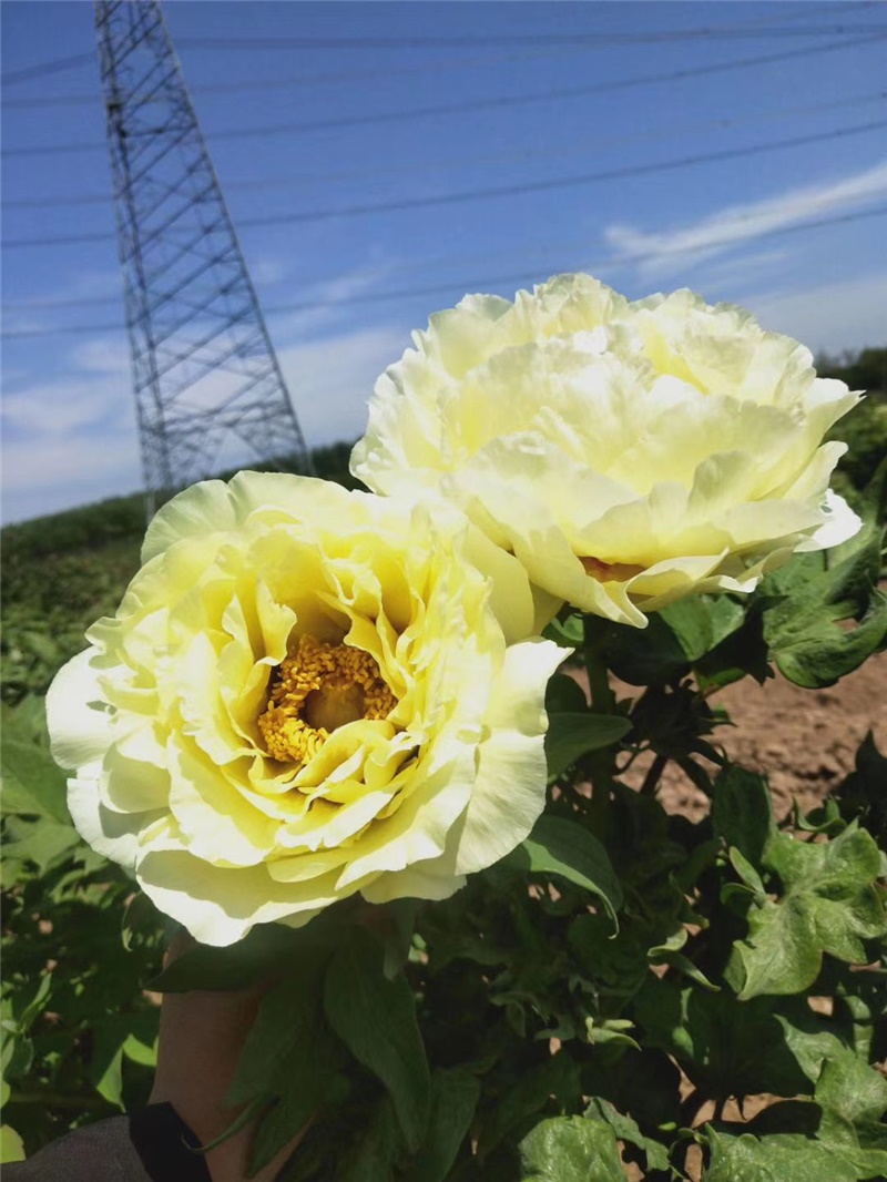 黃睡蓮芍藥鮮切花 荷蘭進口芍藥