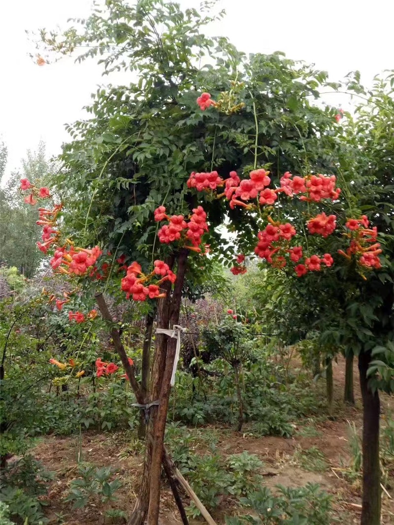 美國紅花凌霄